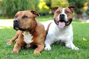 American Staffordshire Terriers require playtime and regular walks to stay happy and healthy. They can make wonderful family members and get along easily with kids due to their loving nature.