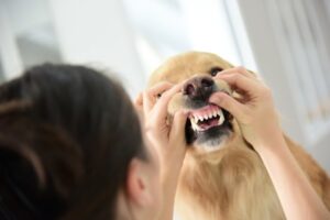 Dogs Teeth cleaning