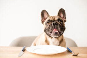 Best Food for French Bulldog Puppies