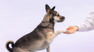 obedience dog training