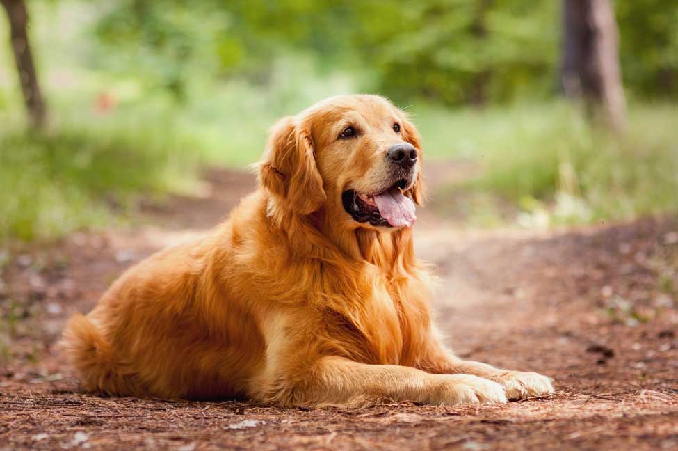 Golden Retrievers Famous Dog Breeds