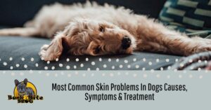 common skin problems in dogs
