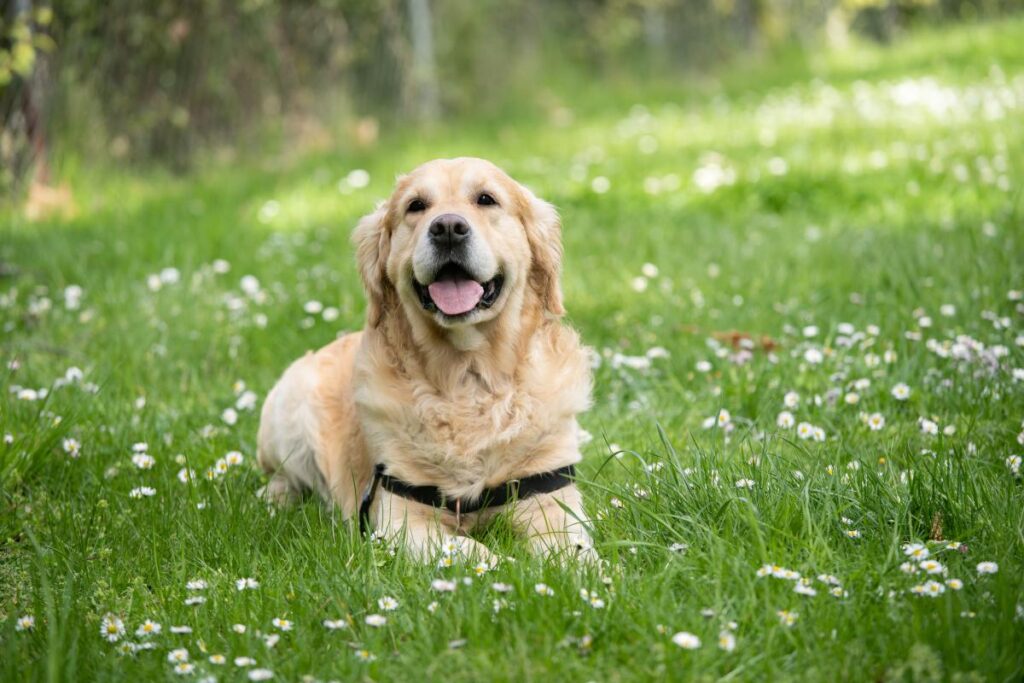 Labrador Retriever Famous Dog Breeds